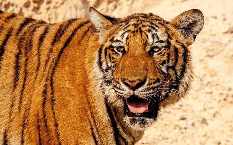 A Farewell to Ming, the Siberian-Bengal Tiger Who Spent Three